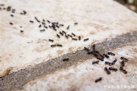 王家𣿰 房子有螞蟻